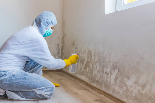 Licensed Mold Testing service in Occoquan, VA - WQB Mold Removal